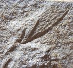 Scarabaeides deperditus GERMAR 1839 - Bild &copy; FossNet FossilienStore